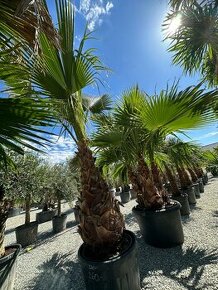 Palma WASHINGTONIA ROBUSTA,TRACHYCARPUS FORTUNEI