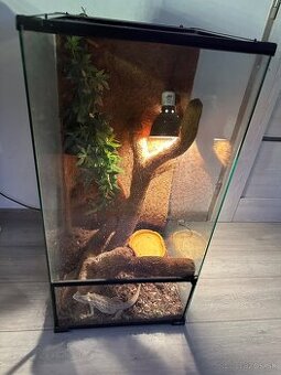 Terarium+agama