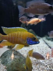 Aulonocara fire fish , aulonocara benga