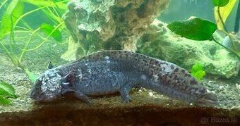 Axolotl mexicky 22cm - 1