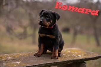 Beauceron s PP