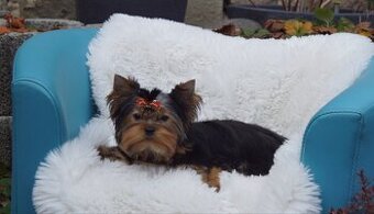 Yorkshire terrier