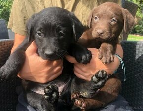 štěňata labrador odběru ihned