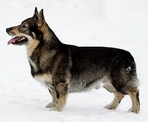 Švédsky vallhund