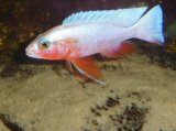 SCIAENOCHROMIS FRYERI REDSNOW