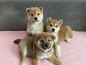 Predám šteniatka Shiba Inu