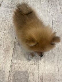 Pomerian mini