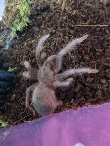 P. Sazimai - tarantuly