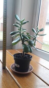 Crassula Ovata - tučnolist, Strom peňazí - 11 Eur (č. 11)