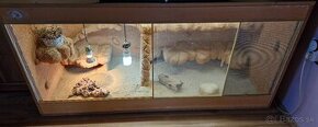 Terarium a tri agamy