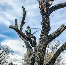 Vypilovanie opilovanie stromov a krikov arboristika