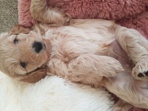 Krásne rodinne odchované šteniatka Goldendoodle