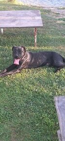 Predám cane corso