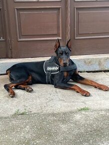 Doberman