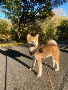 Akita inu