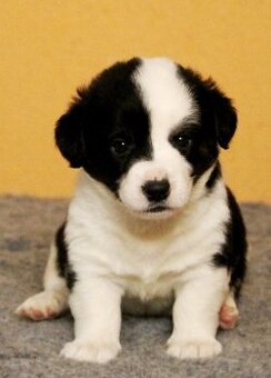 Prodám štěňata Welsh Corgi Cardigan s PP