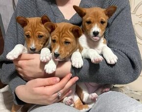 Roztomilé šteniatka Basenji na adopciu