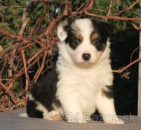 Border Collie, kolia