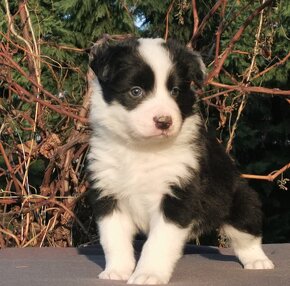 Border Collie, kolia