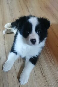 Border Collie, kolia