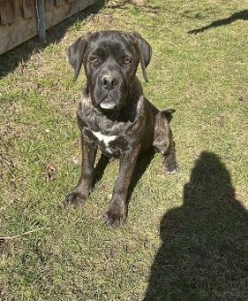 Predám Cane Corso