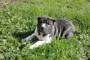 Shar pei