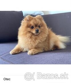 Nememcký špic/ Pomeranian