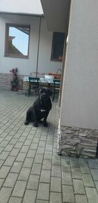 Darujem cane corso