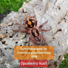 Sklípkani, Tarantule, Pavúky, Vtáčkare