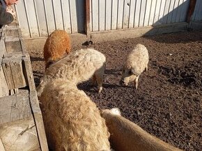 Mangalica