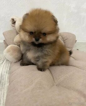 Pomeranian Teddy