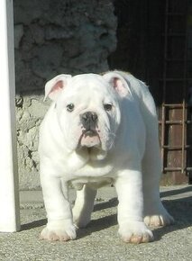 Anglický bulldog