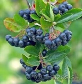 Aronia melanocarpa čiernoplodá kričkova forma