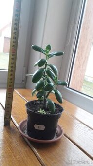 Crassula Ovata - tučnolist, Strom peňazí - 8 Eur (č. 8)