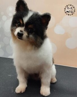 Pomeranian