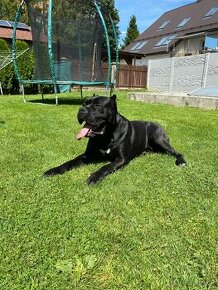 Cane corso krytie