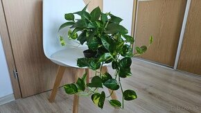 Rozrasteny pothos - 1