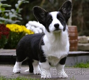 Welsh Corgi Cardigan FCI- krásná dívka