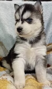 Sibirsky husky steniatka