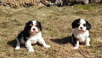 Cavalier king charles spaniel