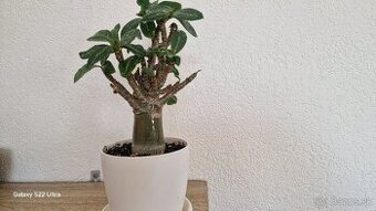 Adenium Thai socotranum .