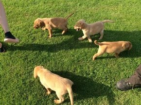 Šteniatka labradorského retrievera