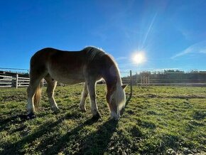 Práca na farme s koňmi vo Švajčiarsku