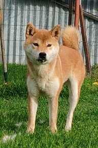 Shiba inu fenka s PP