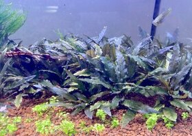 Cryptocoryne becketii