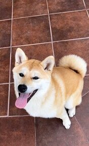 SHIBA INU s PP FCI