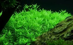 Rotala rotundifolia ’Green’ prostrih cca 20 ks