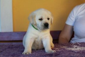 Labrador Retriever - šteniatko s rodokmeňom pôvodu