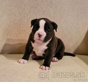 American Bully Pocket ABKC