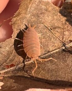 Porcellio laevis "Orange"